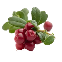 Брусника (гликемический индекс)