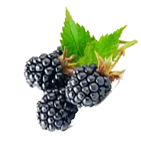 Ежевика (гликемический индекс)