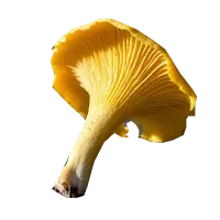 Лисички (гликемический индекс)